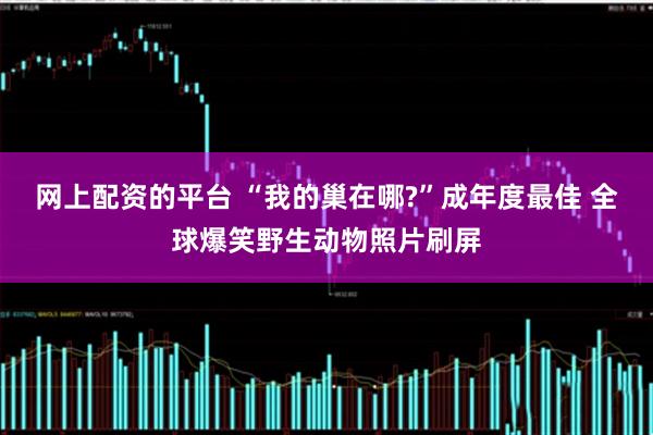 网上配资的平台 “我的巢在哪?”成年度最佳 全球爆笑野生动物照片刷屏